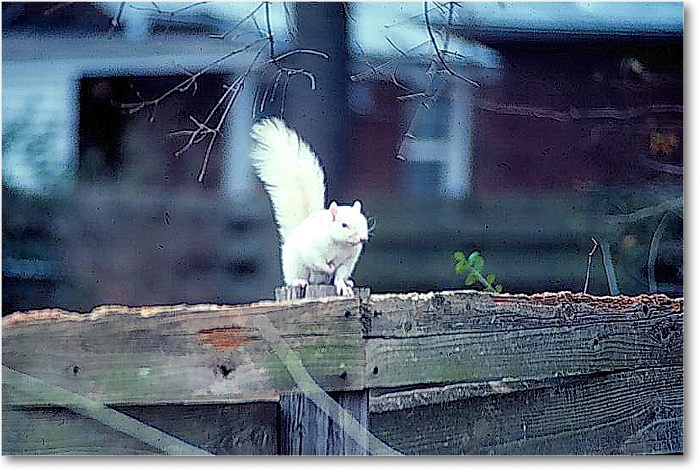 1993b Albino Squirrel - large2008-06-291993b Albino Squirrel - large copy