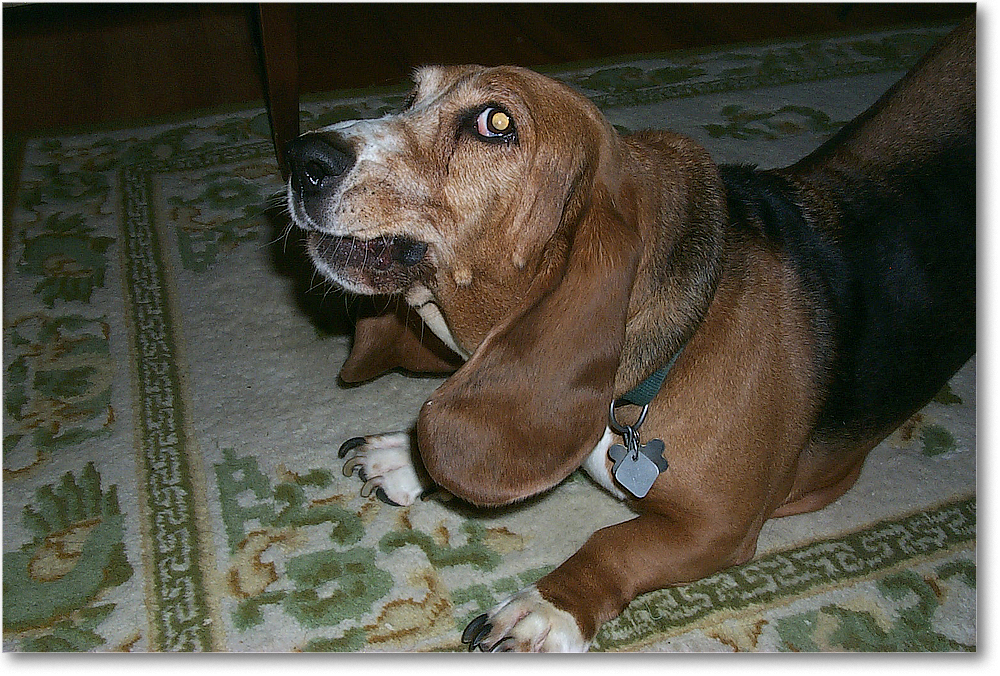 2001 Dutches 1309 copy