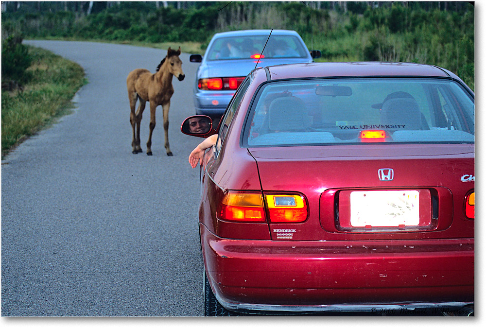 Pony&Cars_ChincoNWR_2000Jun_K18 copy