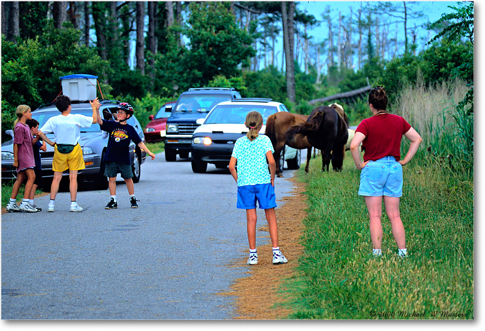 PonyTrafficJam_ChincoNWR_2000Jun_K04 copy