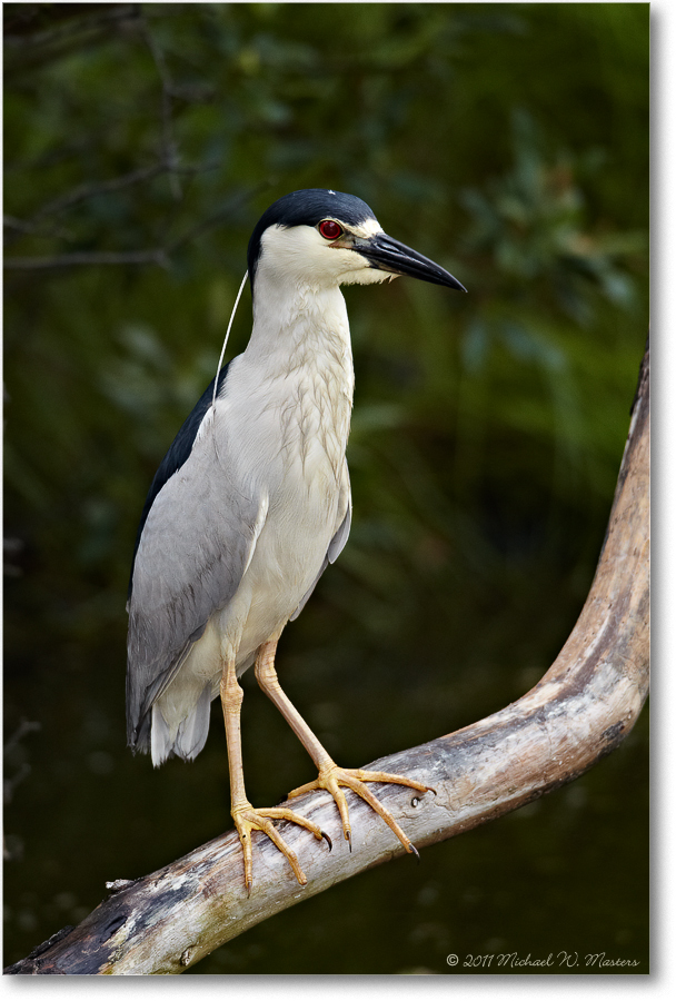 BCNightHeron-ChincoNWR-2011June_D4A4615