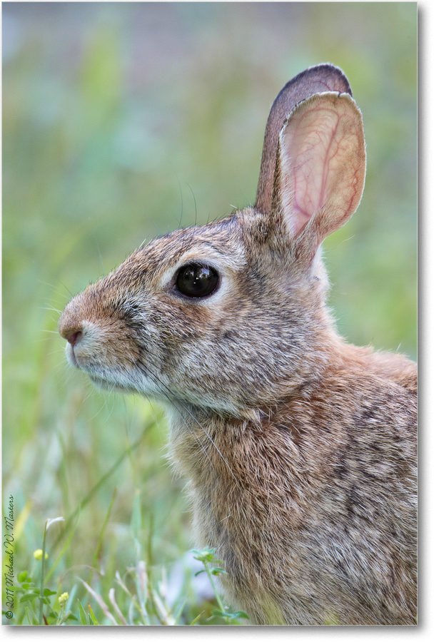CottontailRabbit-ChincoNWR-2011June_D4A4569