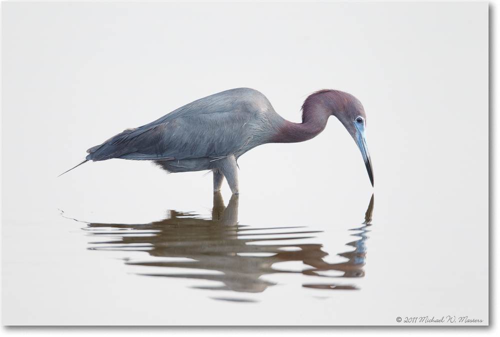 LittleBlueHeron-ChincoNWR-2011June_D4A4159