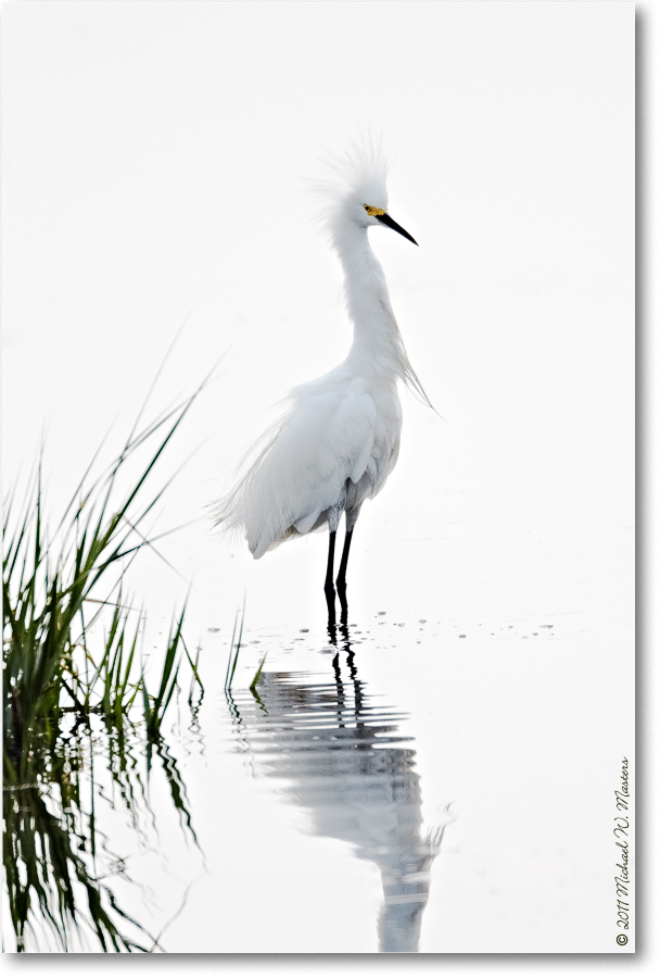 SnowyEgret-ChincoNWR-2011June_D4A4093