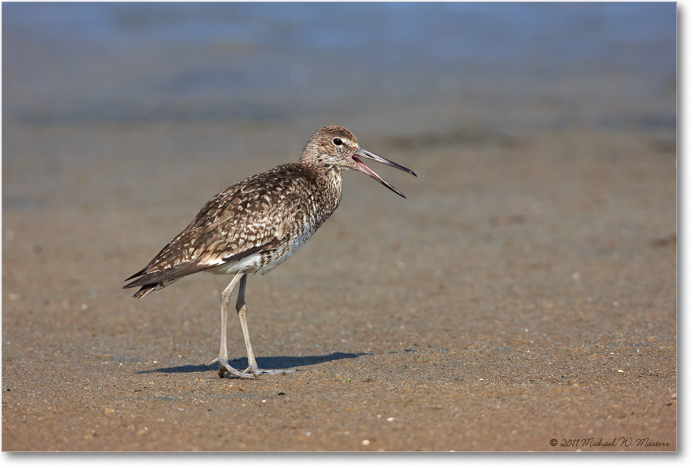 Willet-ChincoNWR-2011June_S3A7367
