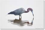 LittleBlueHeron-ChincoNWR-2011June_D4A4159