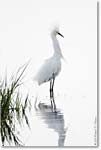 SnowyEgret-ChincoNWR-2011June_D4A4093