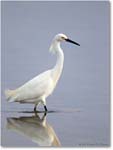 SnowyEgret-ChincoNWR-2011June_D4A4142-1