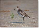Willet-ChincoNWR-2011June_S3A7266