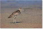 Willet-ChincoNWR-2011June_S3A7367