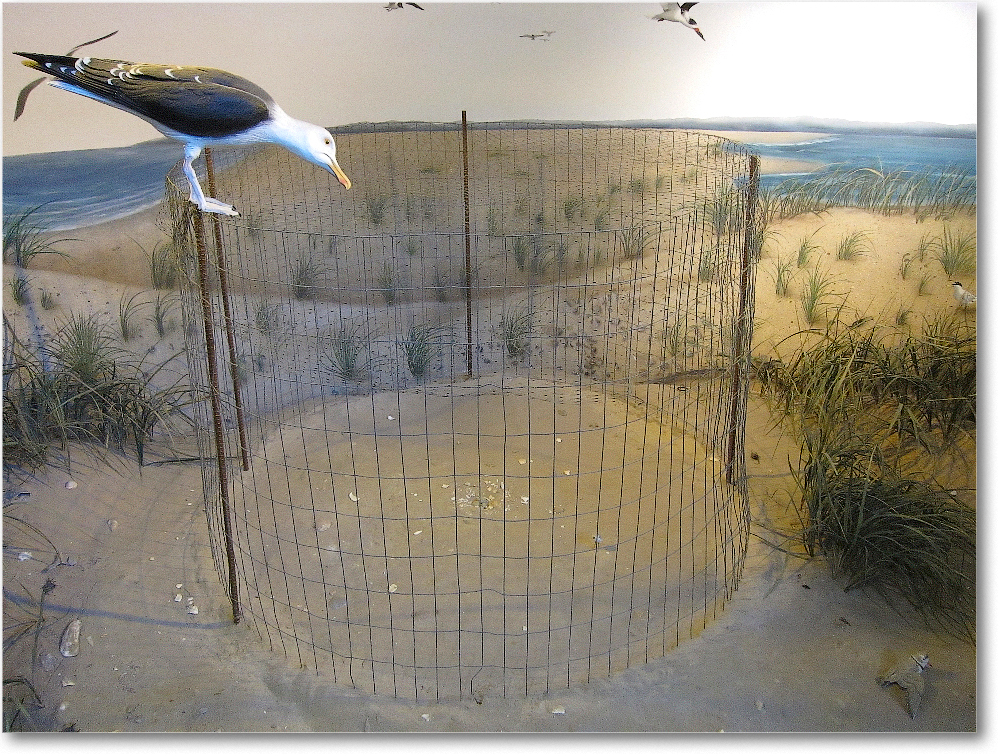 ChincoVacation-2012June-IMG_1815 copy