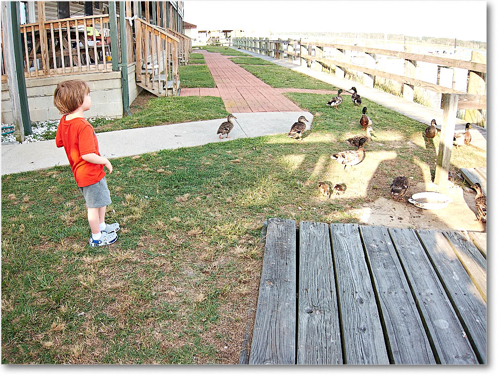 Chincoteague_2015June_IMG_3028 copy