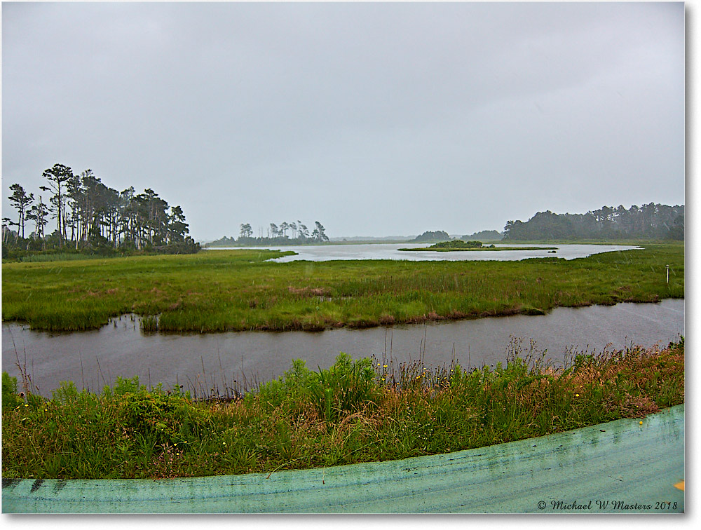 BlackDuckPool_Assateague_2018Jun_IMG_3793 copy