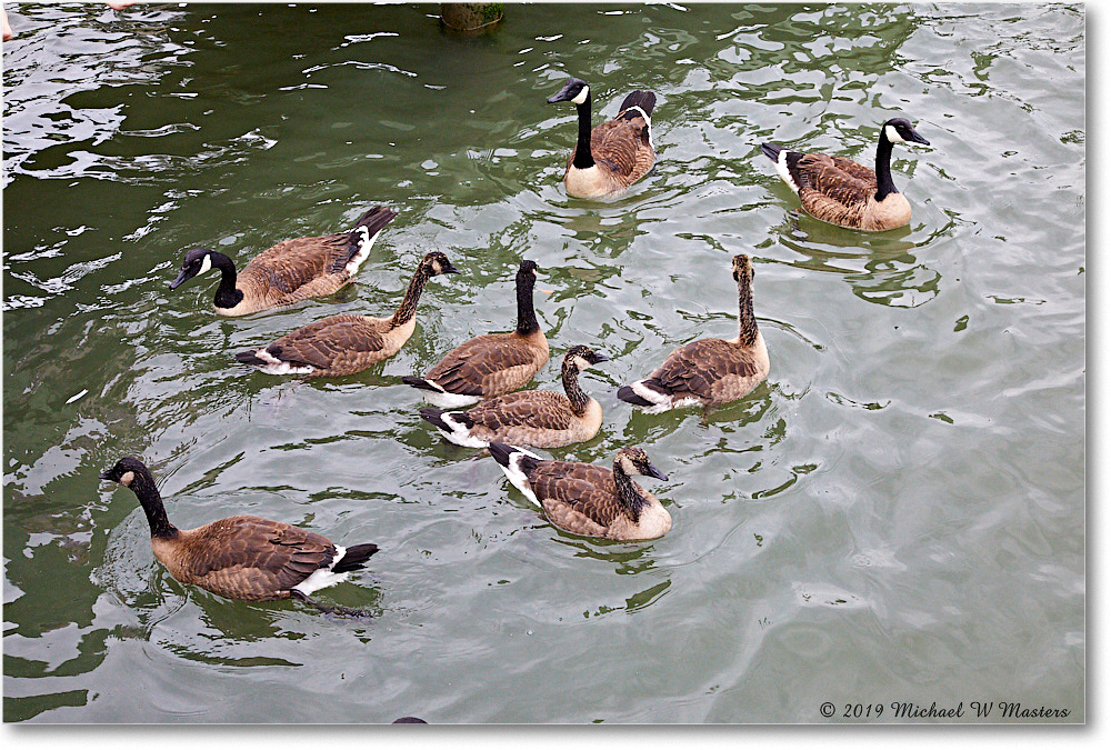 Chincoteague_2019Jun_5D4A1474 copy