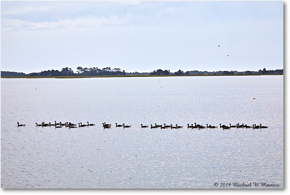 Chincoteague_2019Jun_5D4A1483 copy