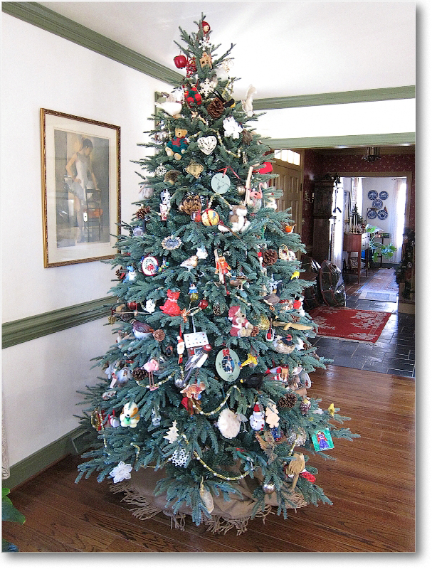 ChristmasTree(s)_2010_IMG_0832 copy