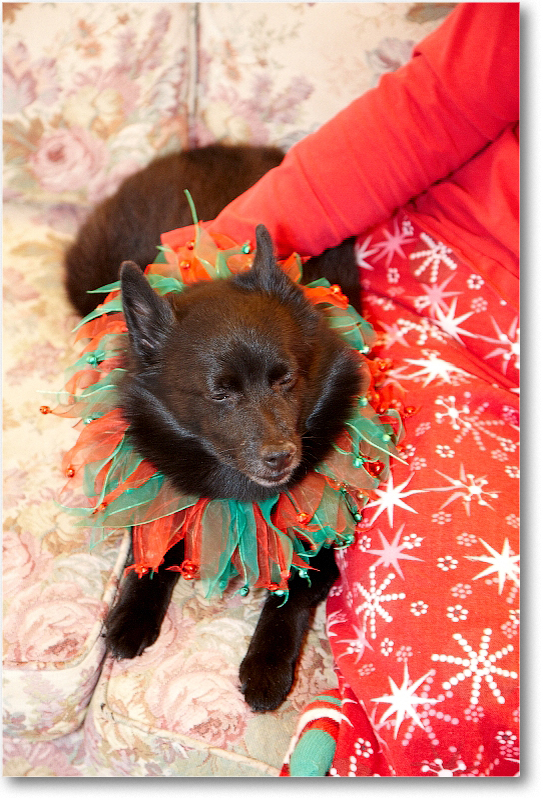 Lucy_2010Christmas_S3A4455 copy