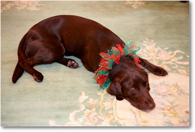 Rue_2010Christmas_S3A4469 copy