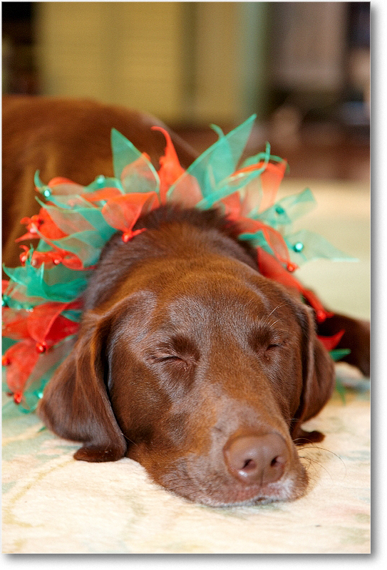 Rue_2010Christmas_S3A4470 copy