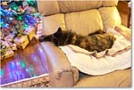 LuckyCat_Christmas_2015_2DXB1835 copy