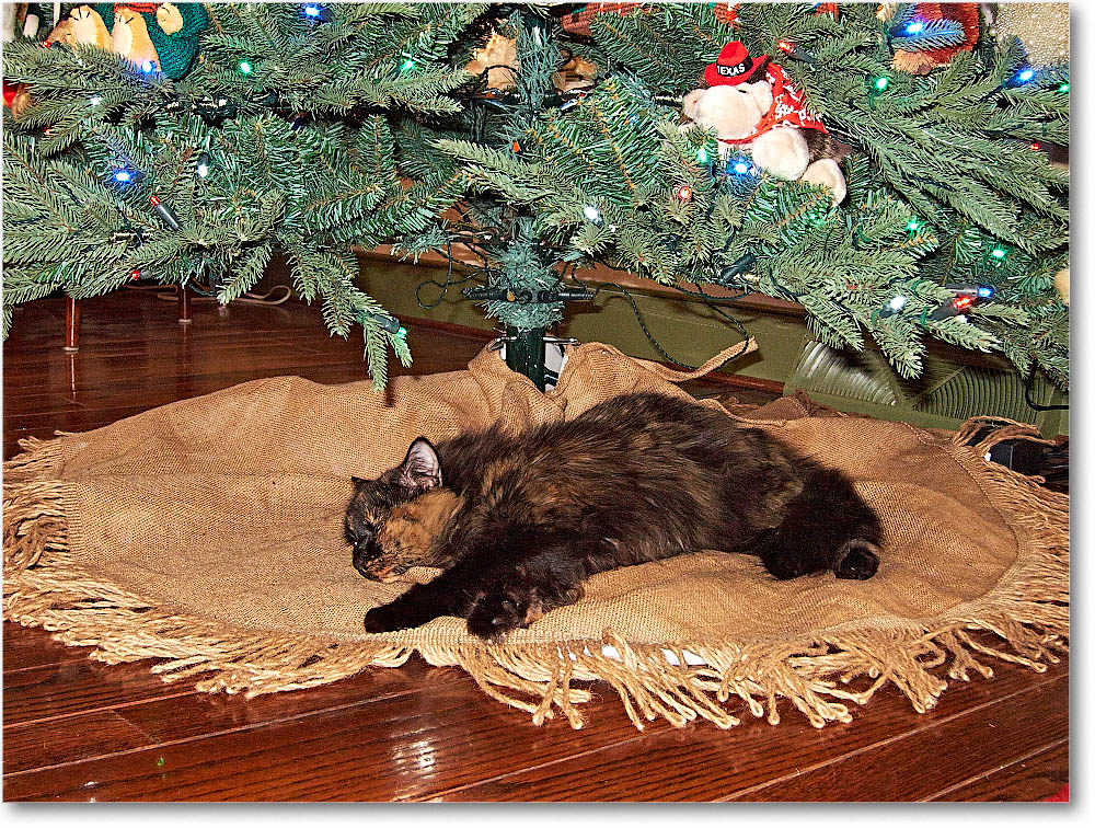 LuckyCat_2012Dec_IMG_2098 copy