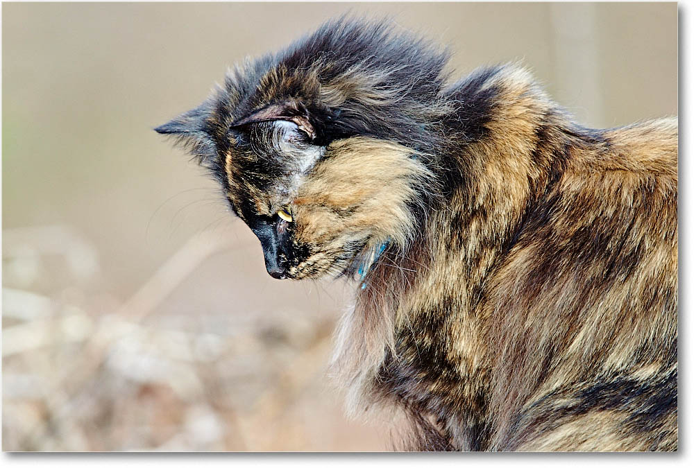 LuckyCat_2013Mar_D5A0333 copy