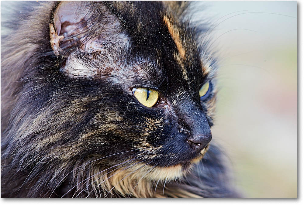 LuckyCat_2014Apr_1DXA0375 copy