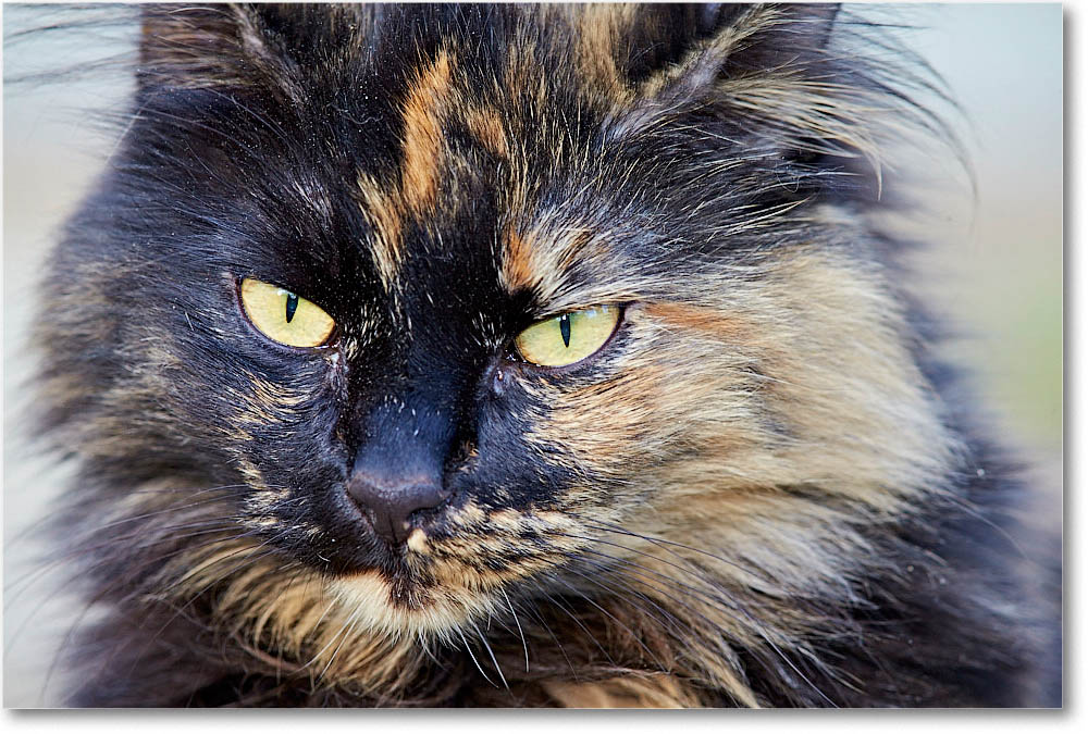 LuckyCat_2014Apr_1DXA0378 copy