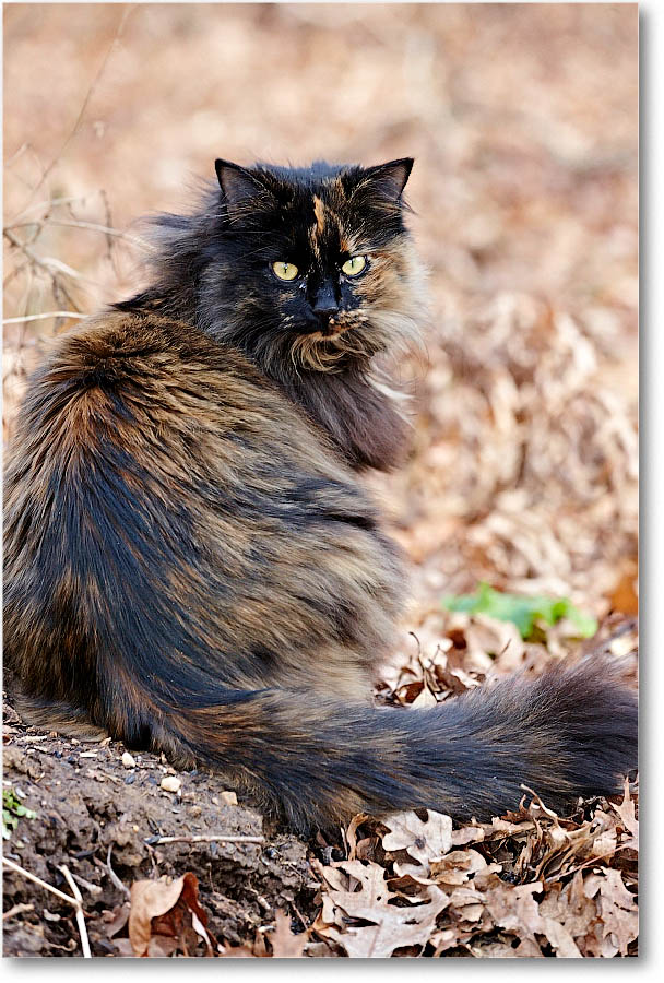 LuckyCat_2014Jan_S3A7643 copy