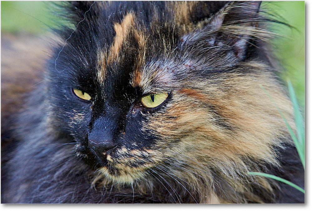 LuckyCat_2015Apr_1DXA1860 copy