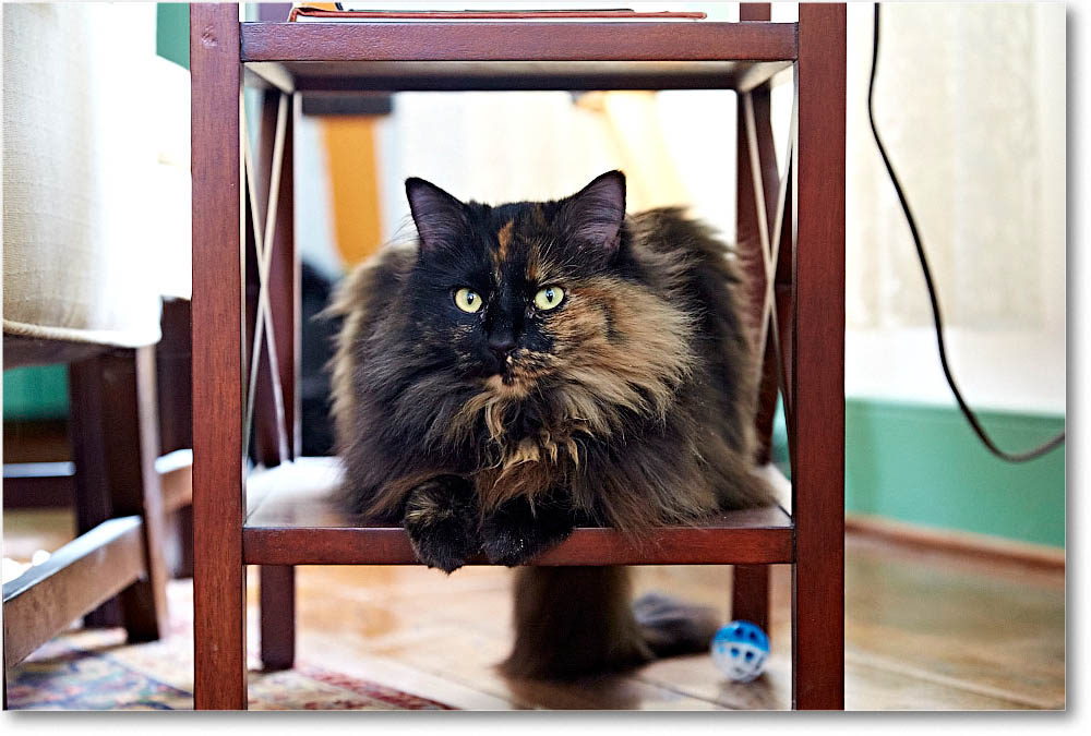 LuckyCat_2015Feb_2DXA5891 copy