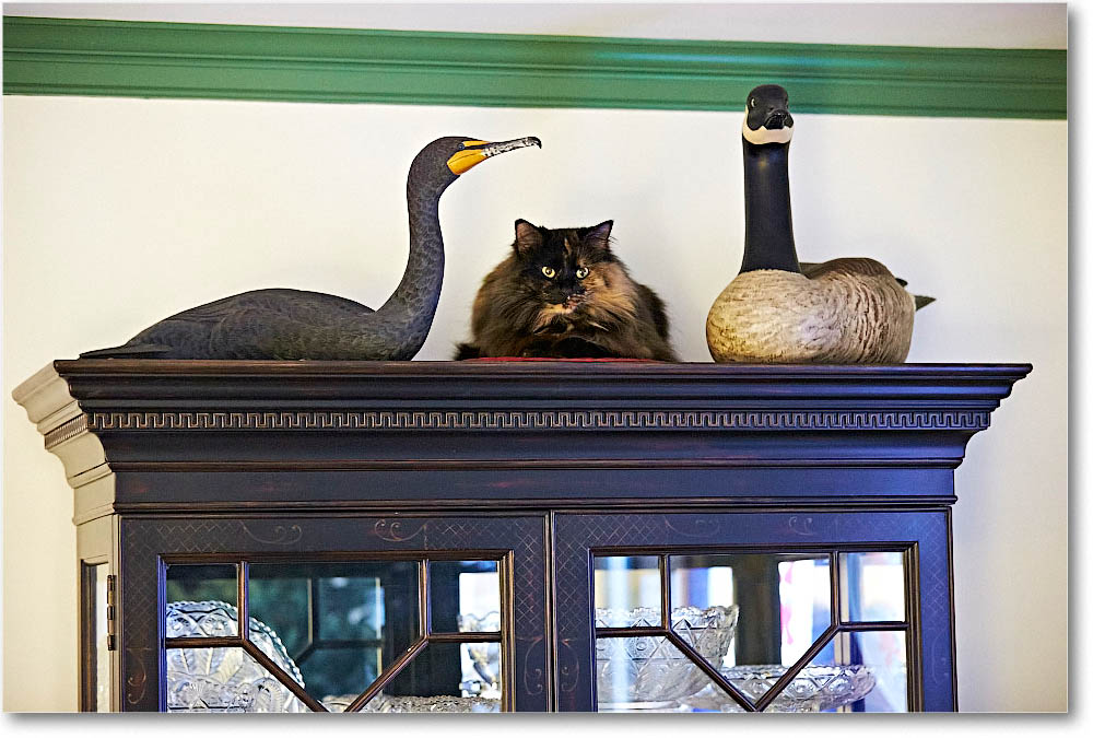 LuckyCat_2015Jan_2DXA5888 copy