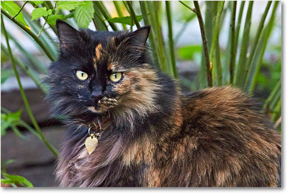 LuckyCat_2016Apr_2DXB2373 copy