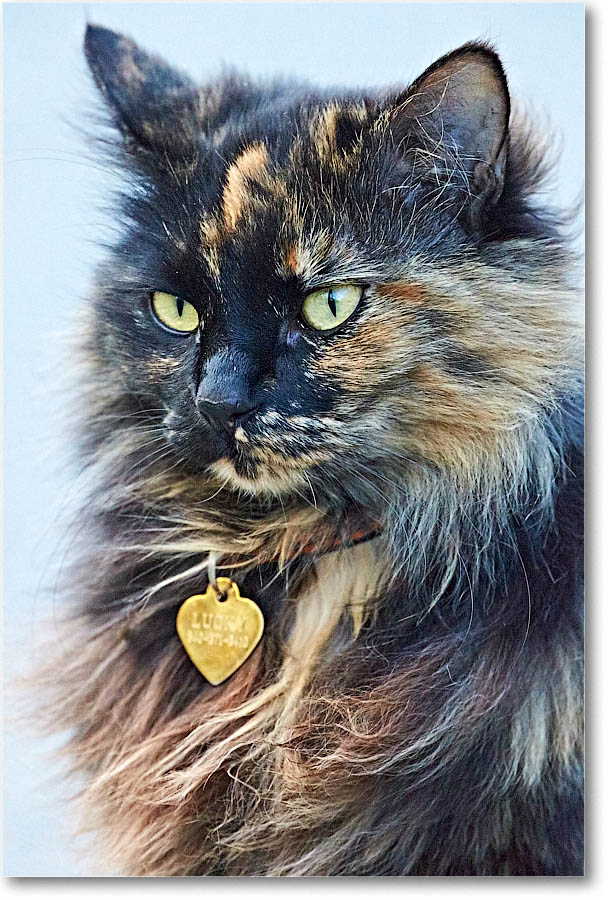 LuckyCat_2016Apr_2DXB2378 copy