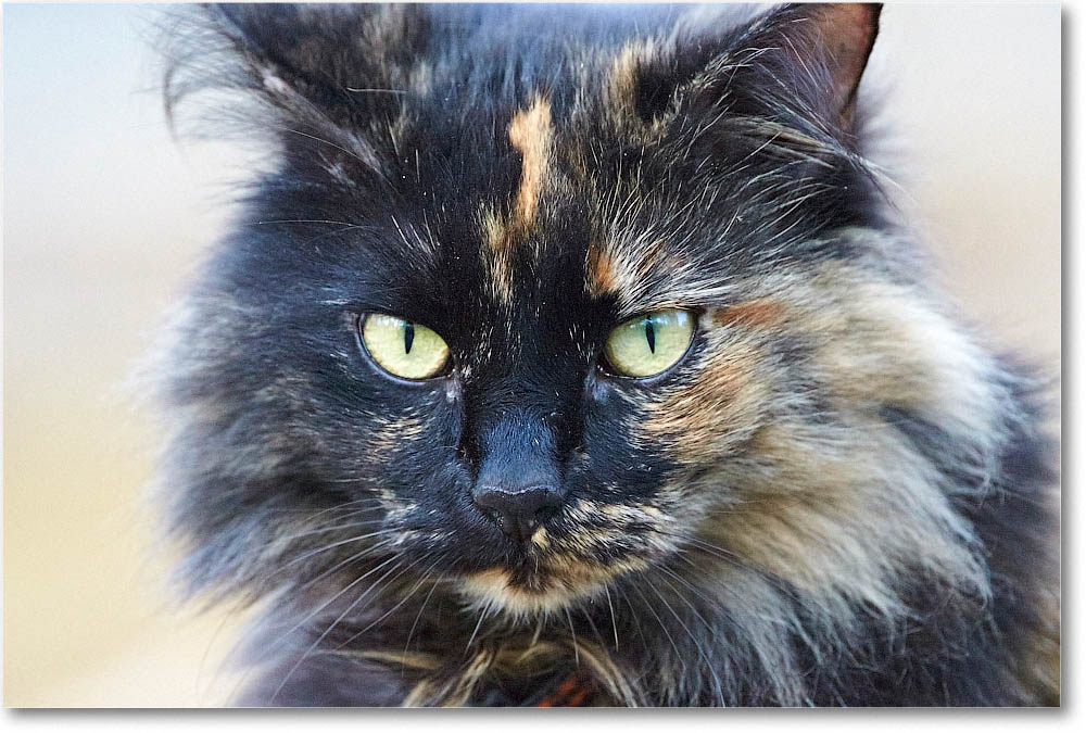 LuckyCat_2016Apr_2DXB2412 copy