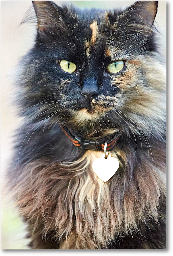 LuckyCat_2016Apr_2DXB2427 copy