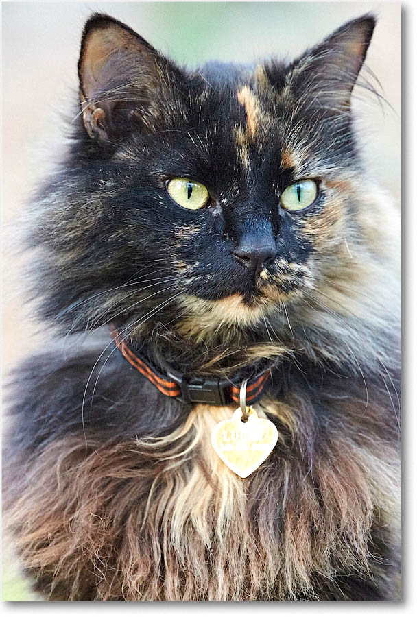 LuckyCat_2016Apr_2DXB2429 copy