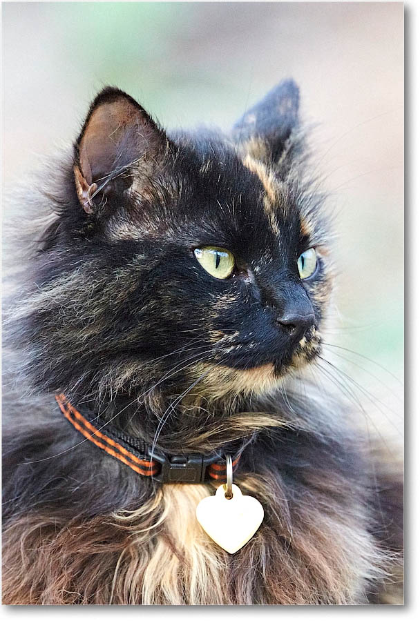 LuckyCat_2016Apr_2DXB2436 copy