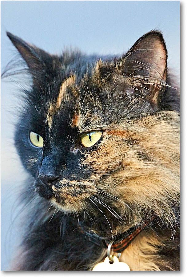 LuckyCat_2016Apr_2DXB2462 copy