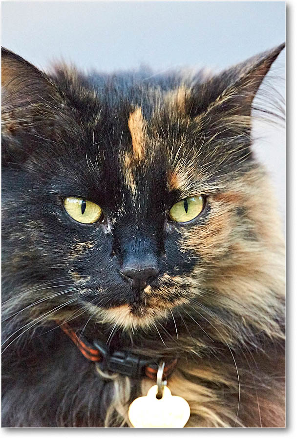 LuckyCat_2016Apr_2DXB2475 copy