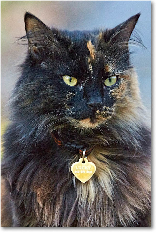 LuckyCat_2016Apr_2DXB2480 copy