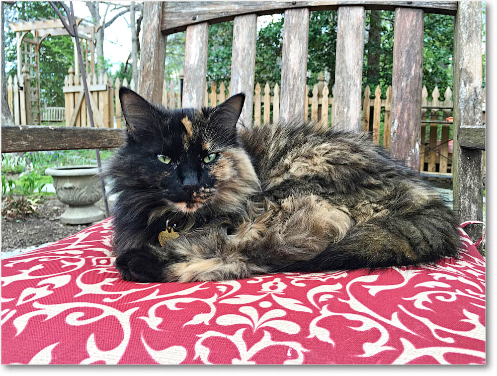 LuckyCat_2016Apr_IMG_0067 copy