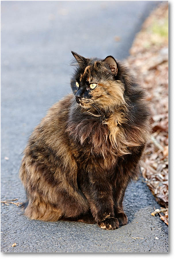 LuckyCat_2016Apr_S3A9204 copy