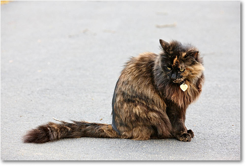 LuckyCat_2016Apr_S3A9213 copy