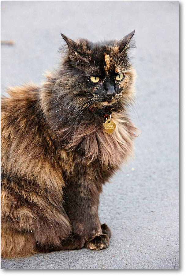 LuckyCat_2016Apr_S3A9217 copy