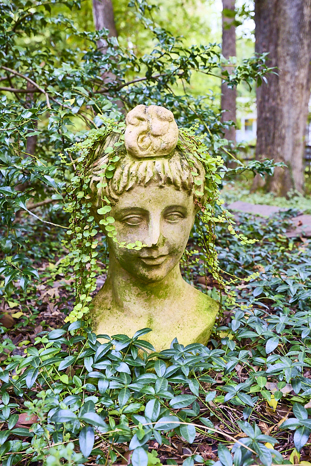 F01 Lady'sHead GroundCover