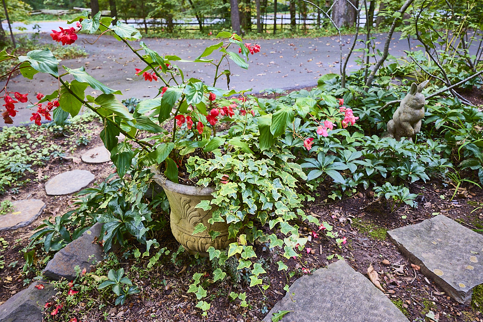 F02 Begonia EngIvy