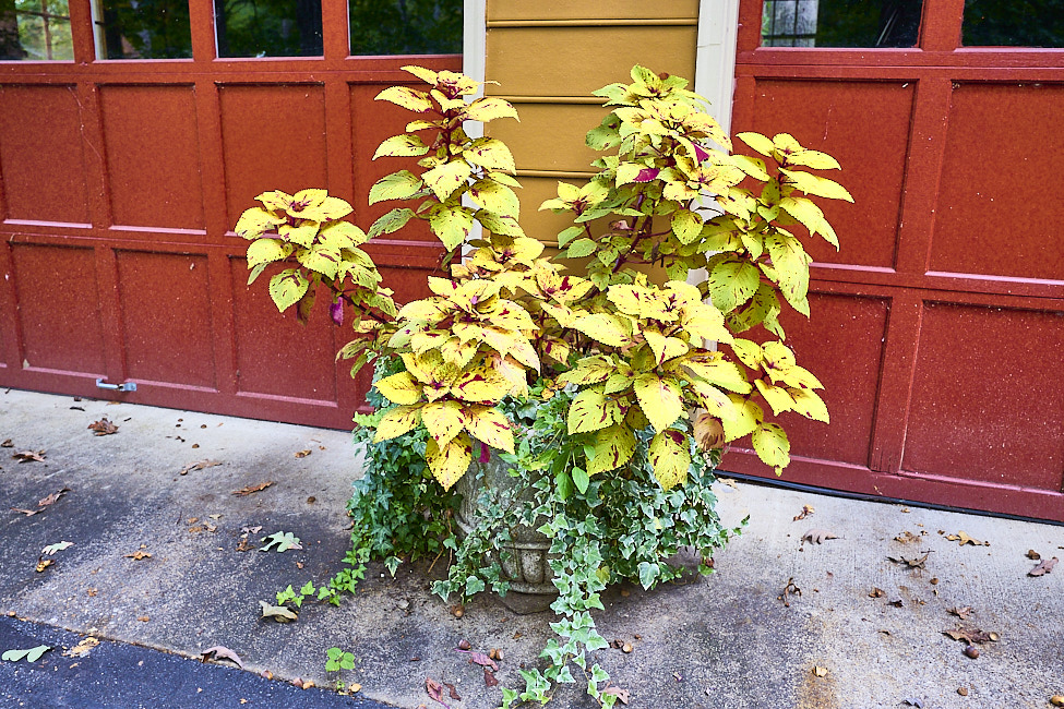 G13 Coleus EngIvy