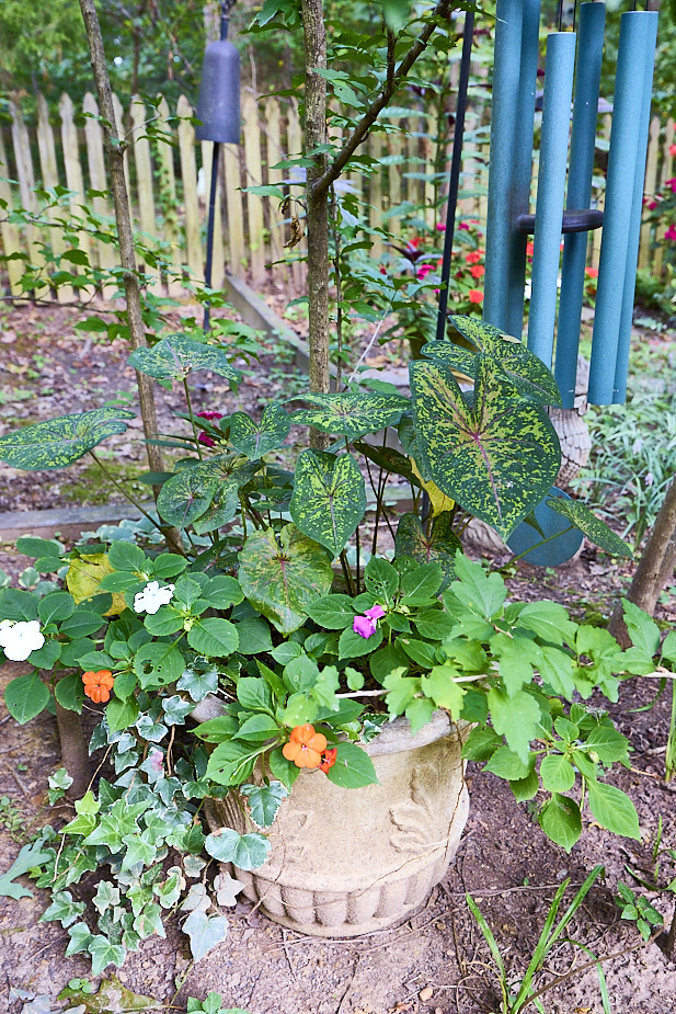 R16 PersianShield Impatiens