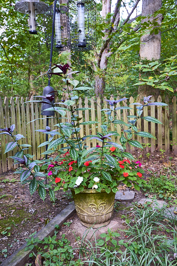 R17 Persian Shield Impatiens